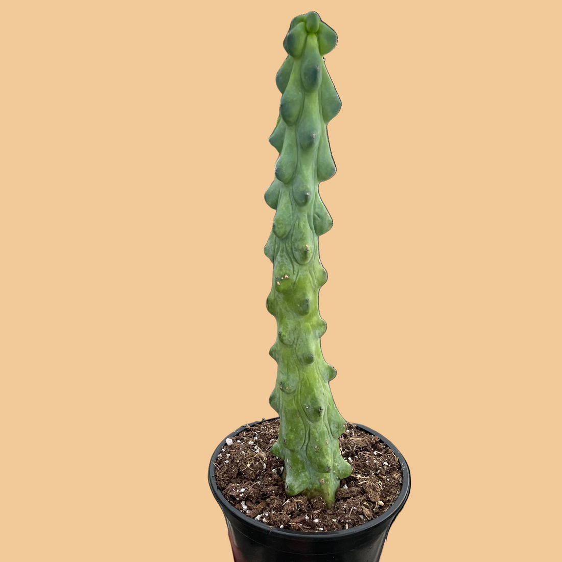 Myrtillocactus geometrizans &