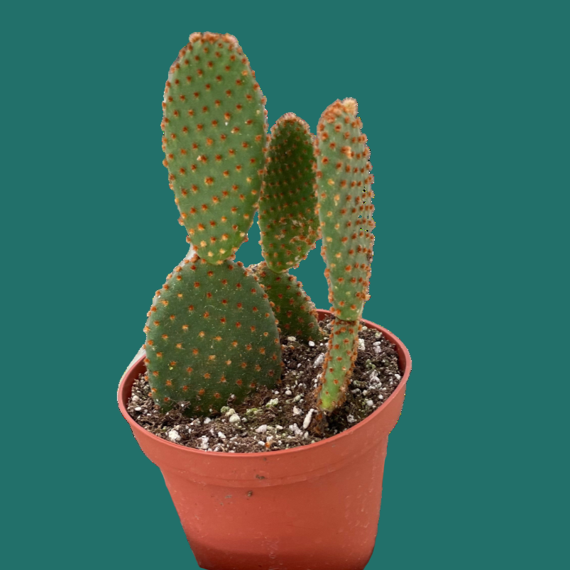 Hand holding a potted cactus plant from House of Agave