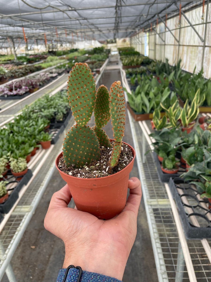 Opuntia microdasys 'Bunny Ear Cactus'