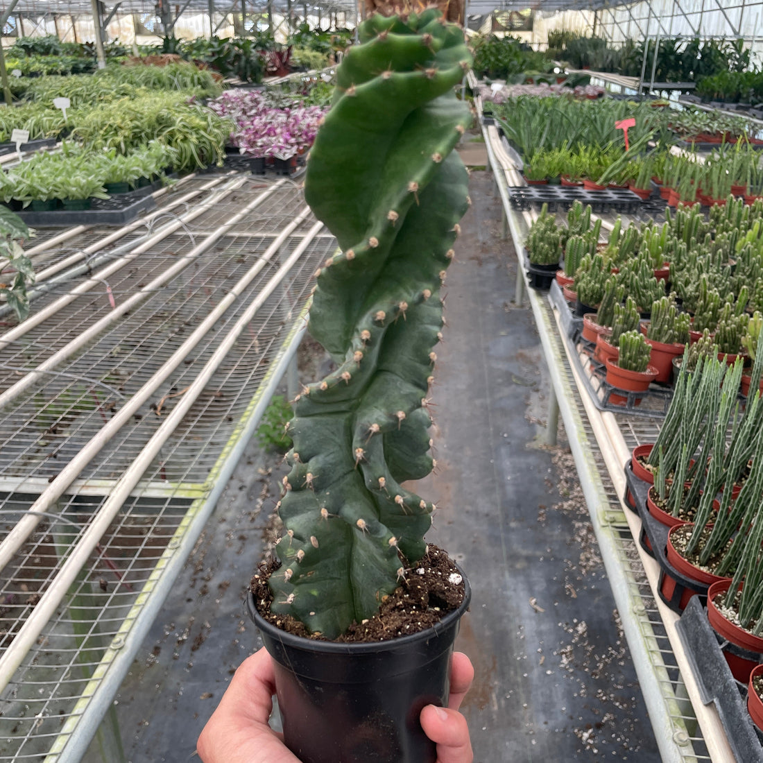 Cereus forbesii &