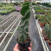Cereus forbesii 'Spiralis'