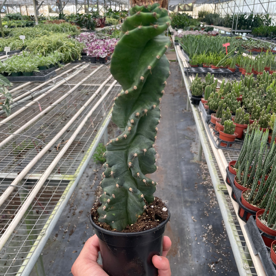 Cereus forbesii 'Spiralis'