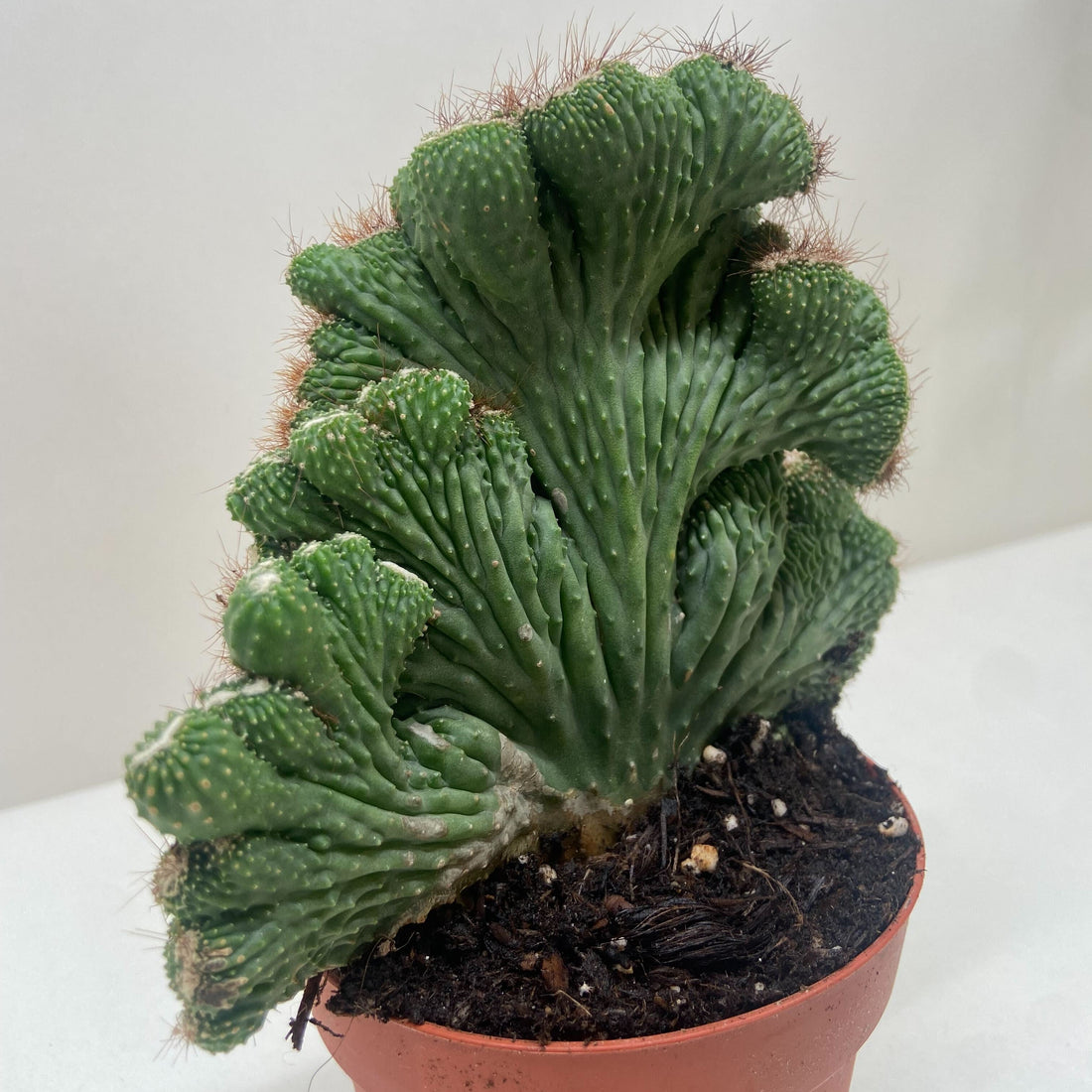 Potted cactus with a white background