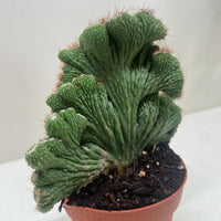 Potted cactus with a white background