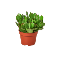Succulent Monthly Subscription Box