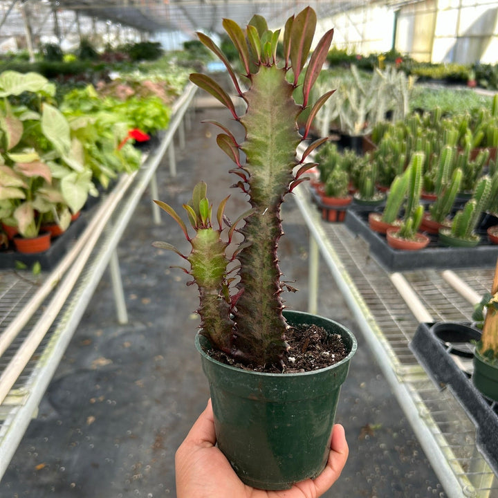 Hand holding a potted plant in a greenhouse setting from House of Agave.