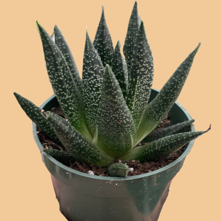 Hand holding a potted succulent plant against a peach background from House of Agave.