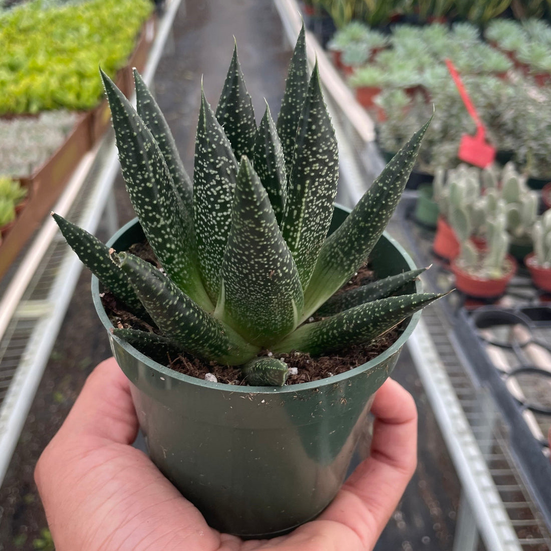 Person holding a potted succulent plant in a greenhouse setting