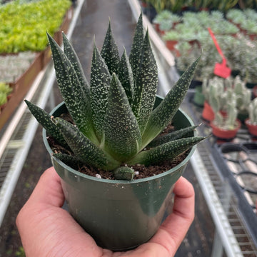 Person holding a potted succulent plant in a greenhouse setting