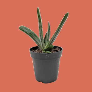 Potted plant with long green leaves from House of Agave