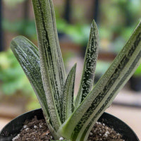 Potted plant with green leaves from House of Agave 