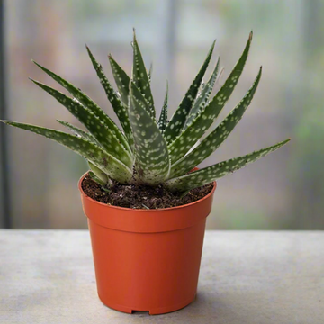 Potted Zimflora succulent