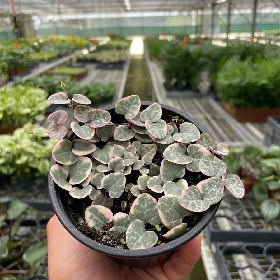 Small potted plant held in a greenhouse setting at House of Agave.