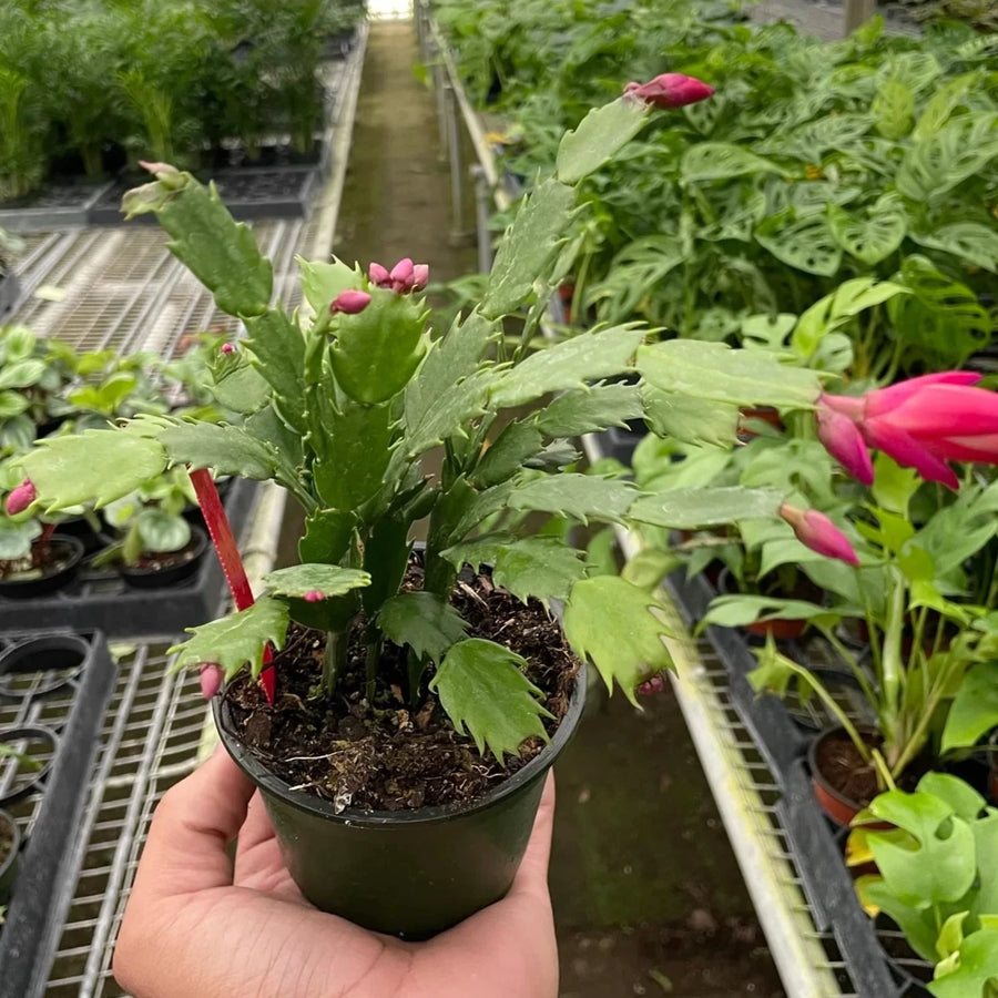 Hand holding a potted Christmas cactus plant in a greenhouse setting with other plants from House of Agave.