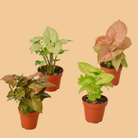 Four potted plants with different leaf colors on a peach background from House of Agave.