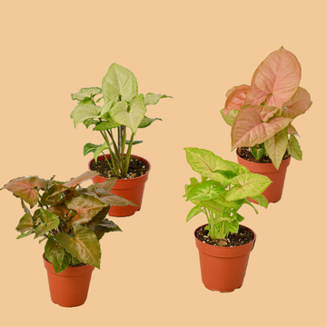 Four potted plants with different leaf colors on a peach background from House of Agave.