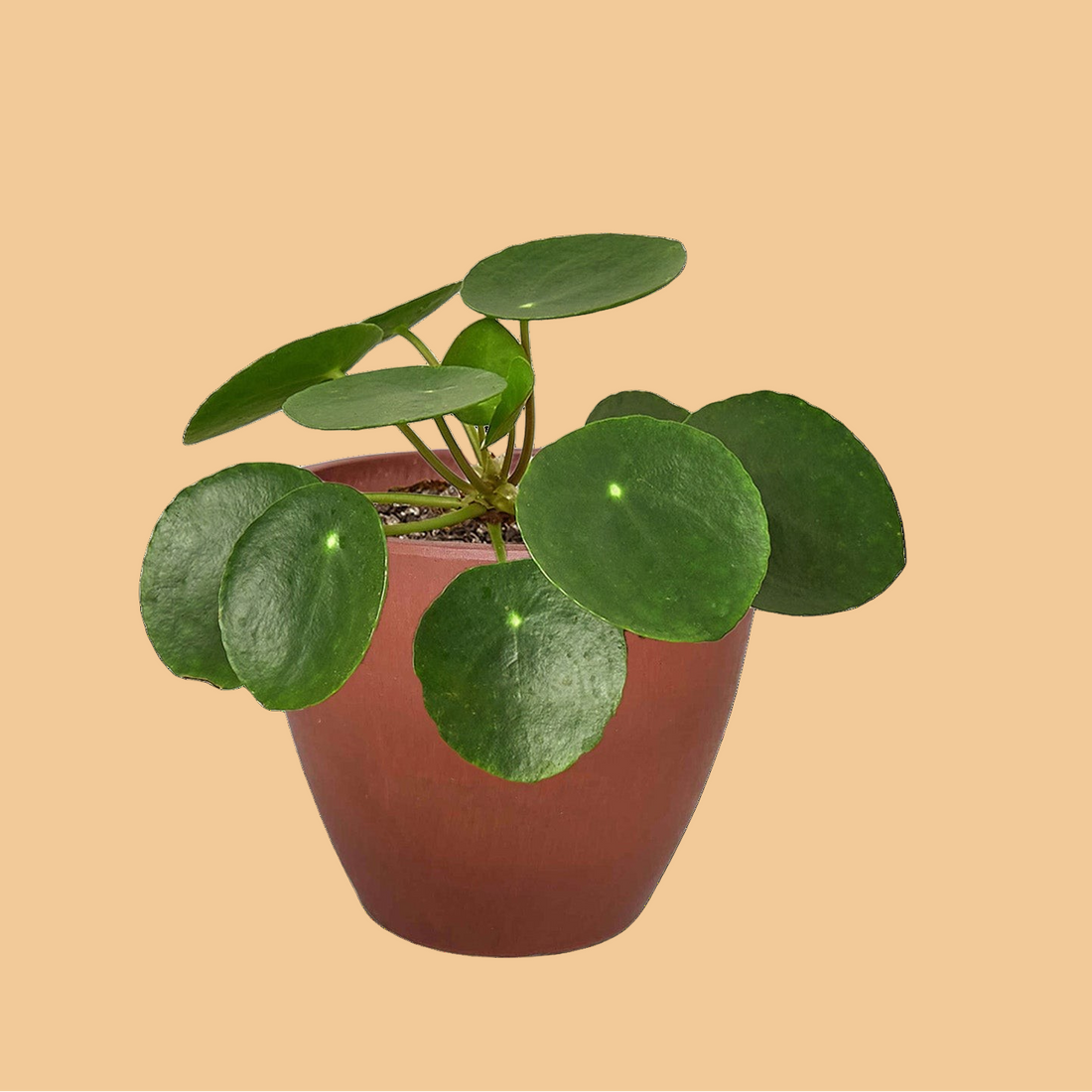 Potted plant with round green leaves on a white background