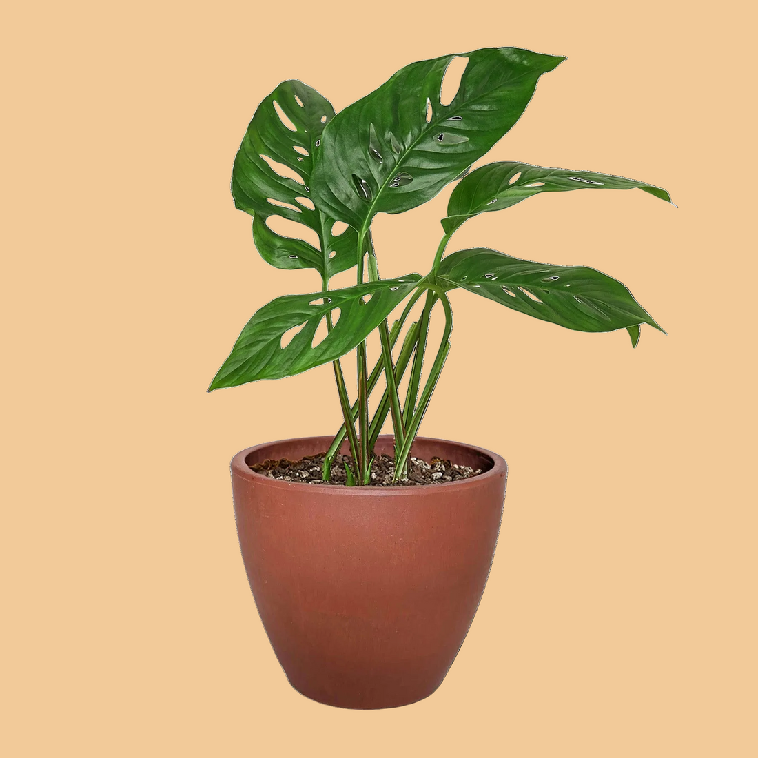 Monstera Adansonii &