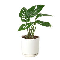 Monstera Adansonii 'Swiss Cheese'