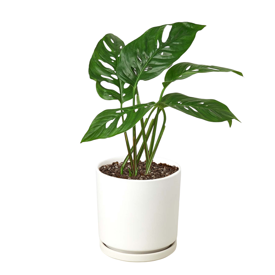 Monstera Adansonii 'Swiss Cheese'