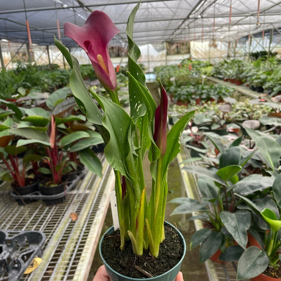 Potted plant with red and green leaves held in a greenhouse setting
