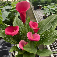 Pink calla lilies in a pot held by a person in a greenhouse setting from House of Agave.