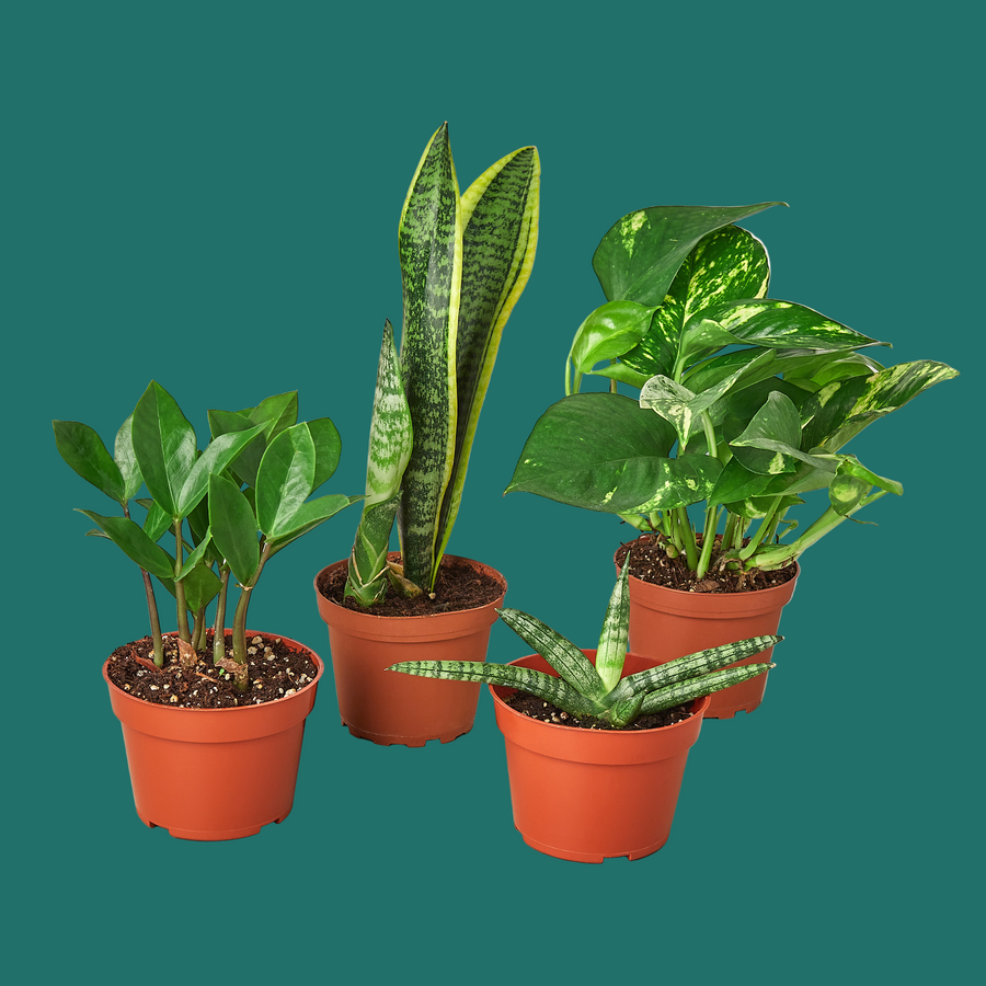 Set of potted plants including snake plants and pothos on a white background