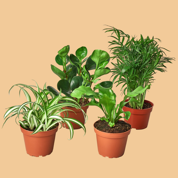 Five potted plants of different types on a peach background by House of Agave.