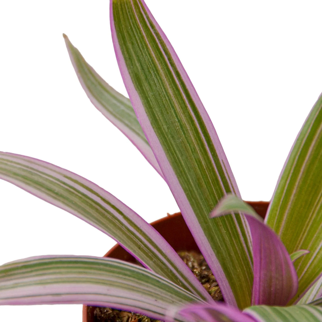 Tradescantia spathacea &