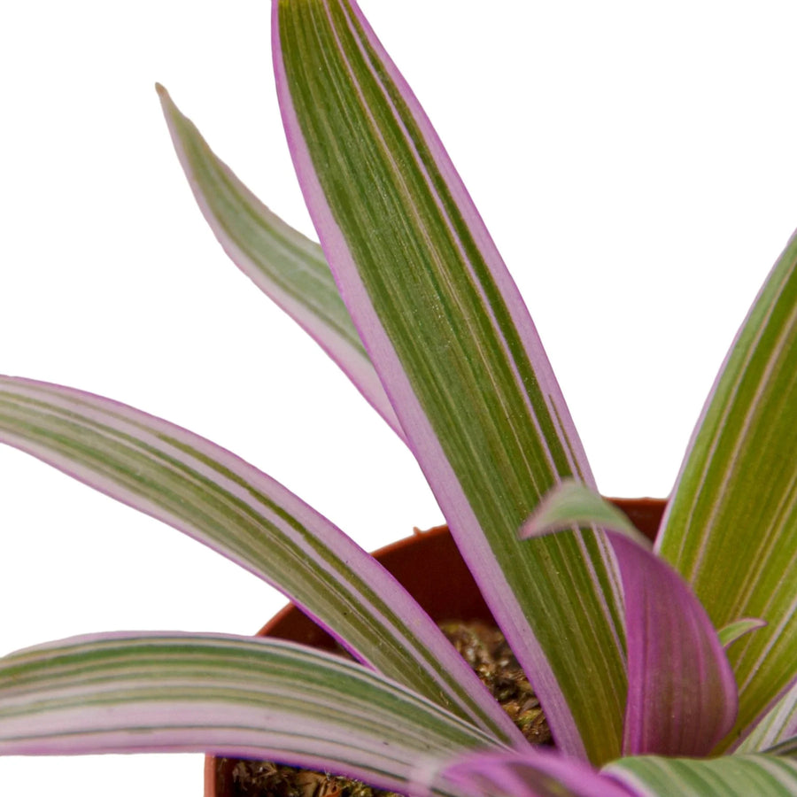 Tradescantia spathacea 'Moses in the Cradle'