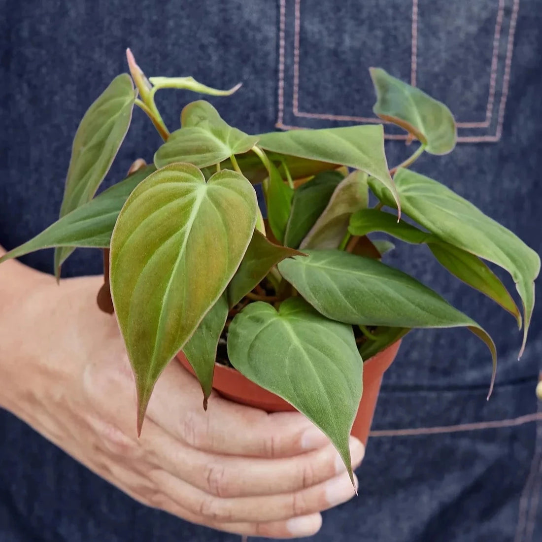 Person holding a potted plant with a dark blue denim background from House of Agave.