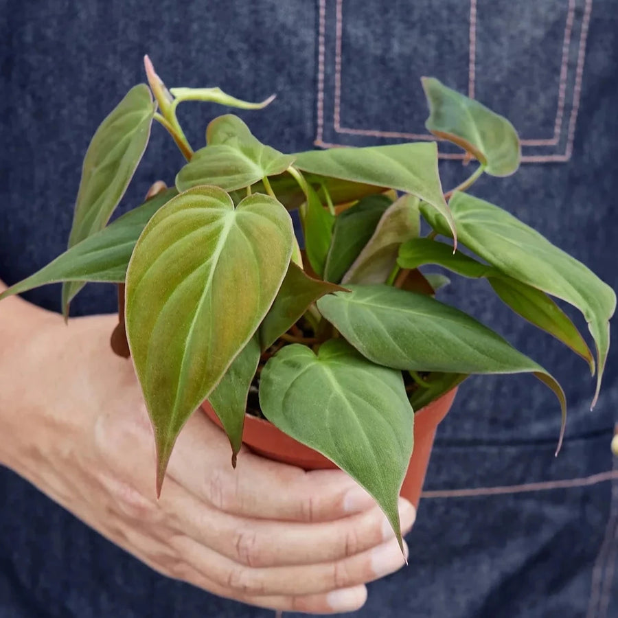 Person holding a potted plant with a dark blue denim background from House of Agave.