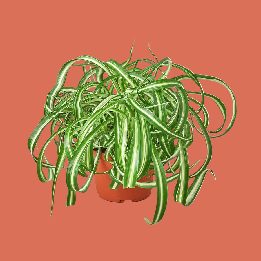 Potted spider plant with long, trailing leaves on a terracotta background.