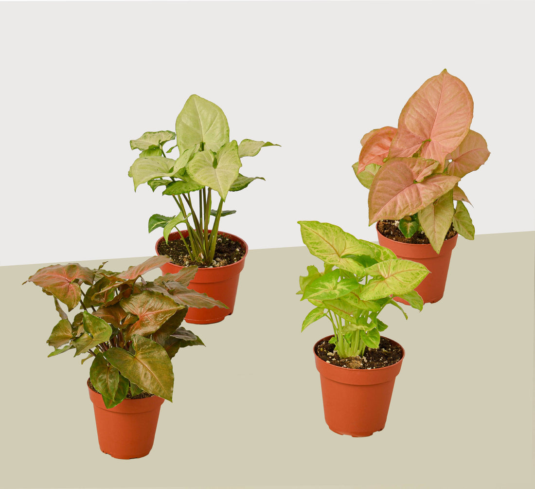 Syngonium Arrowhead Varieties in  4" Pots - 4 Pack