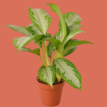 Potted plant with green and white leaves on a terracotta background from House of Agave.