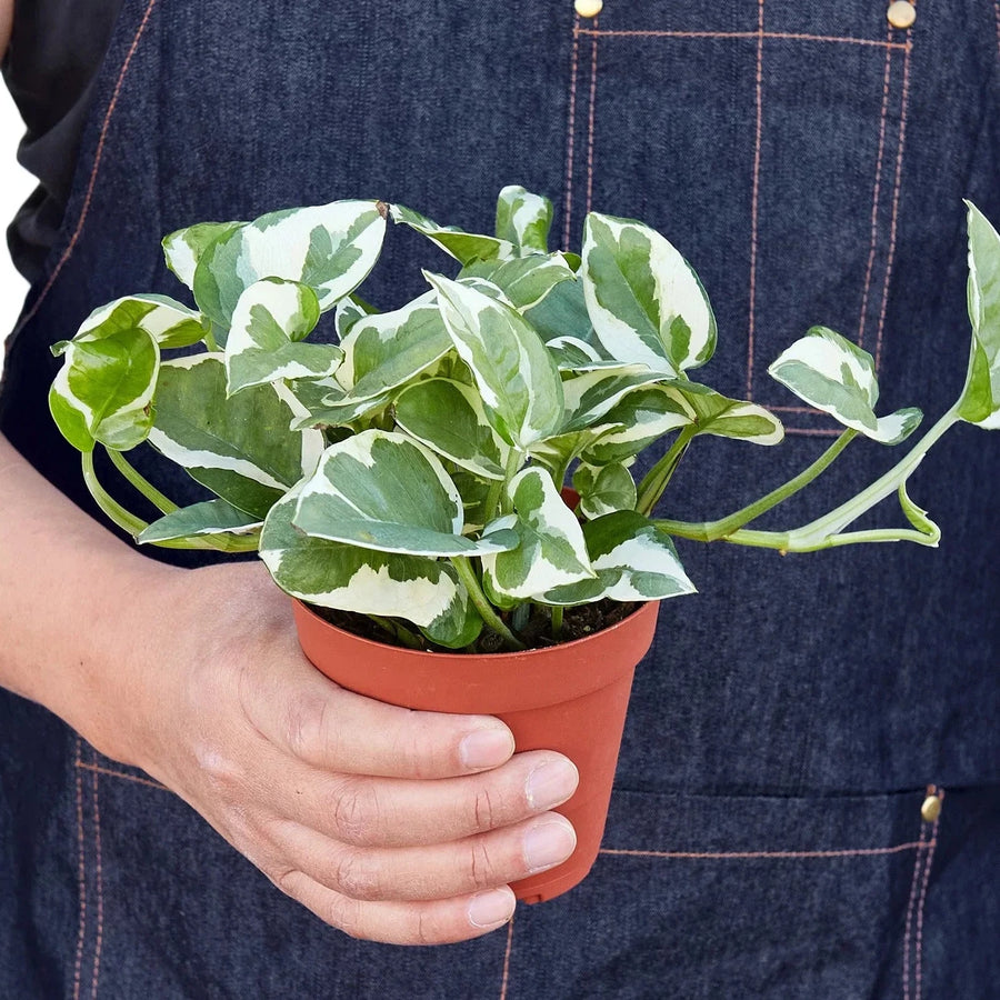 Person holding a potted plant with a white background