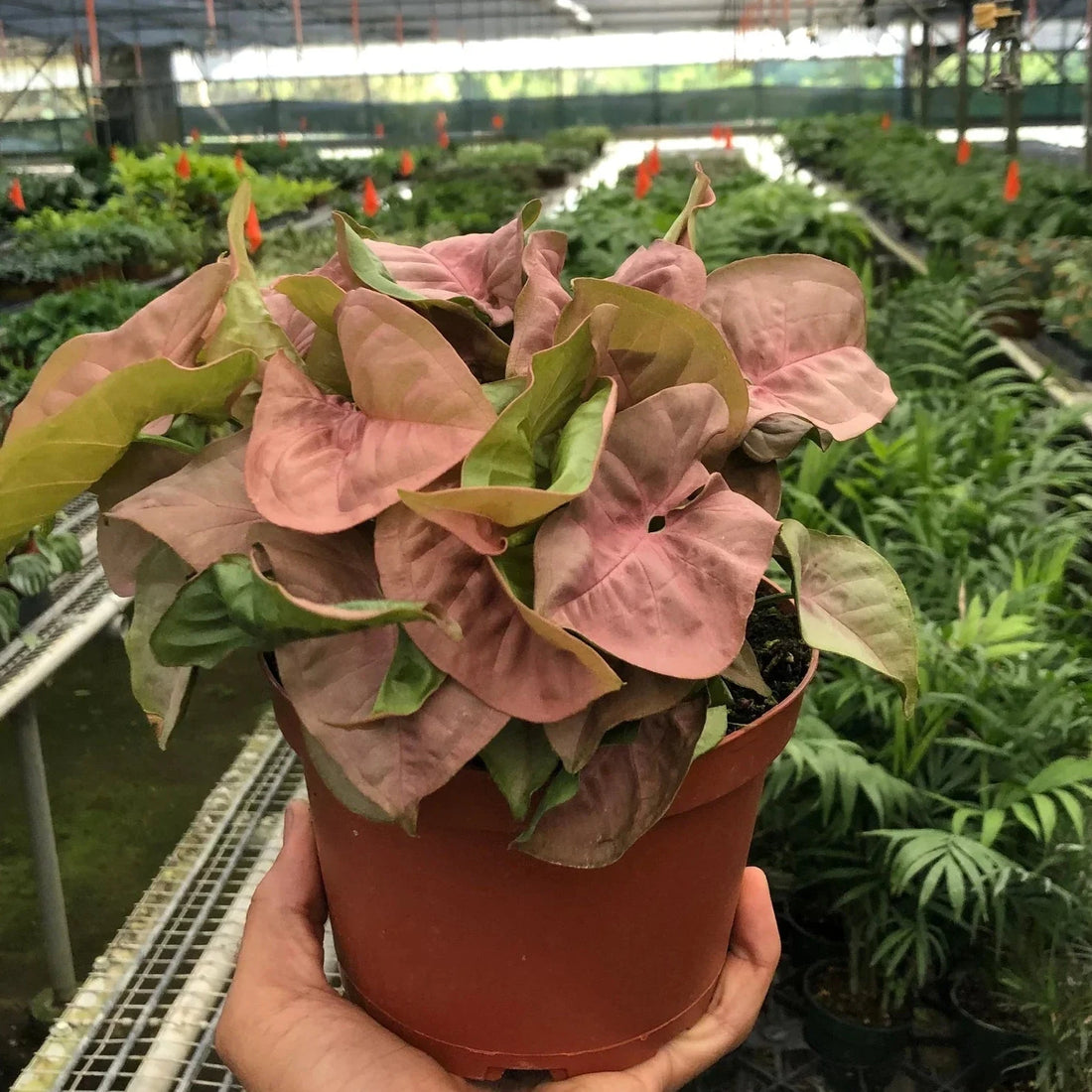 Potted plant held by a hand in a greenhouse setting at House of Agave.