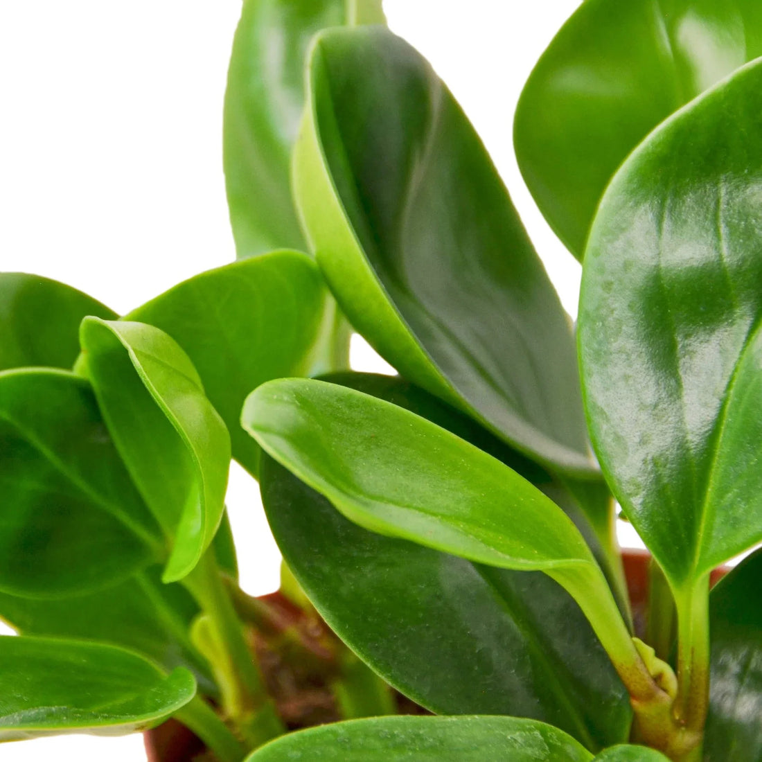 Close-up of green leaves on a white background