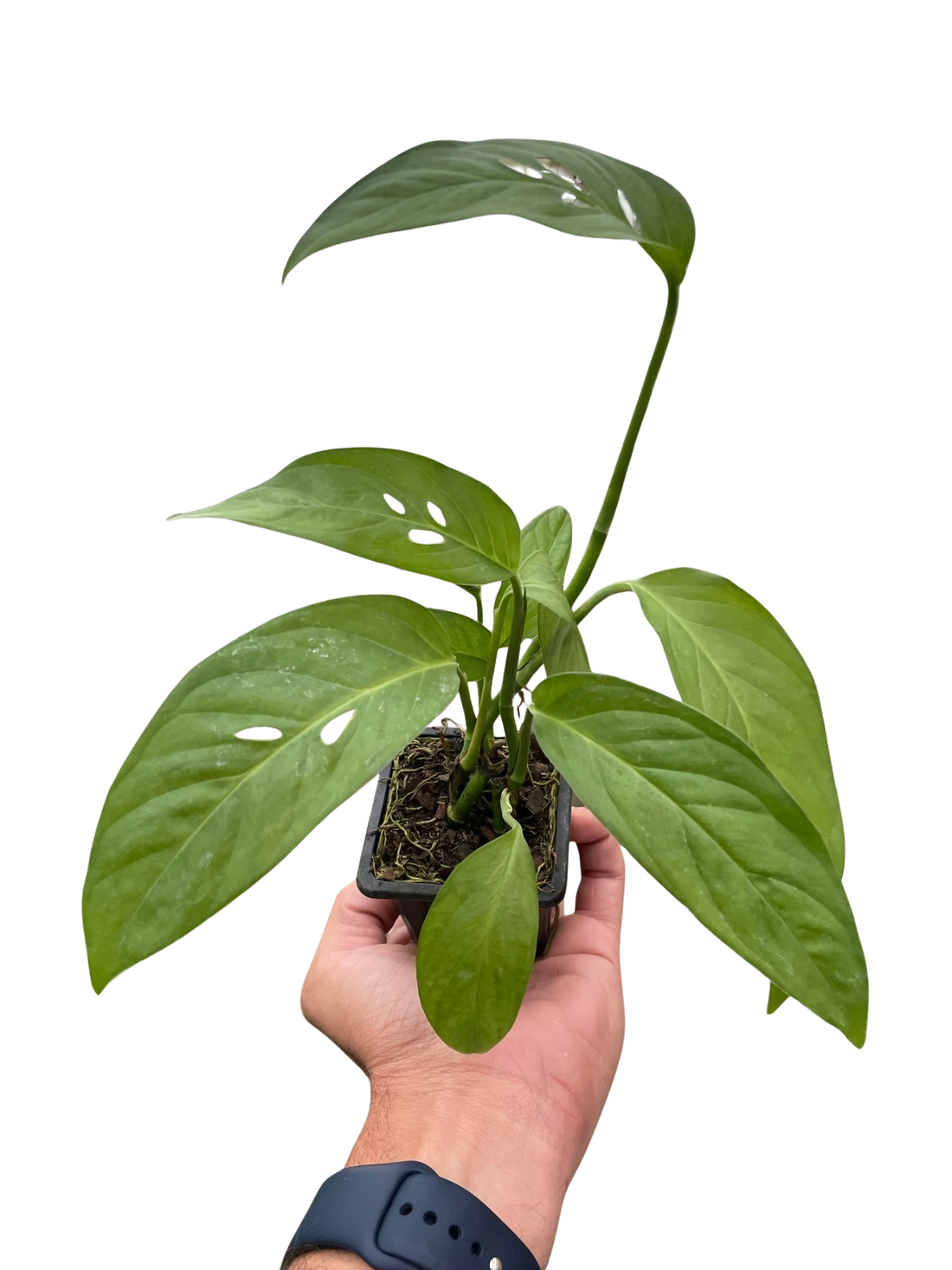 Monstera Adansonii &