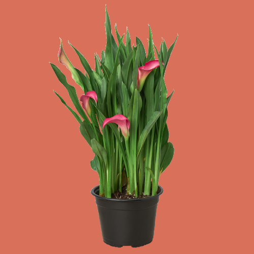 Potted plant with pink flowers and green leaves on a terracotta background from House of Agave.