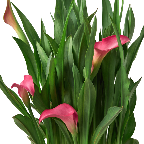 Bouquet of pink calla lilies with green leaves on a white background