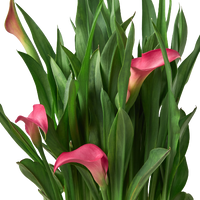 Bouquet of pink calla lilies with green leaves on a white background