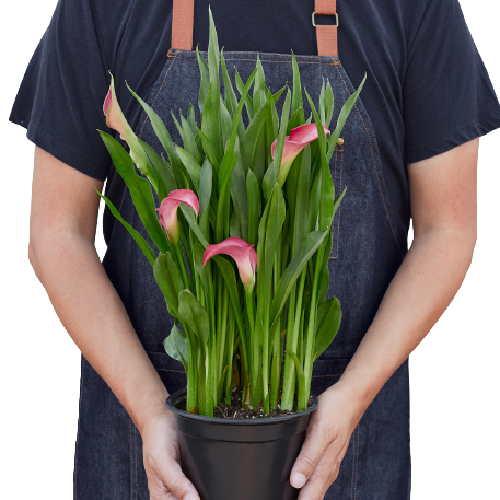 Person holding a potted plant with pink flowers and green leaves, wearing a dark apron.