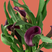 Purple calla lilies with green leaves on a white background