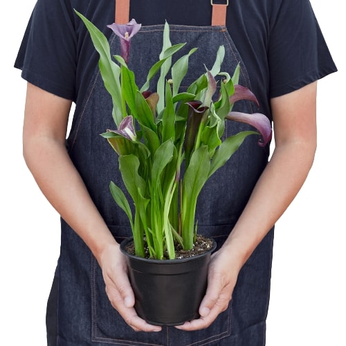 Person holding a potted plant with green leaves and purple flowers, wearing a dark apron.