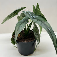 Potted plant with large green leaves on a white surface