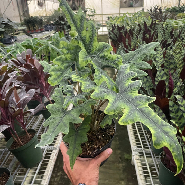 Hand holding a potted plant with large green leaves in a greenhouse setting from House of Agave.
