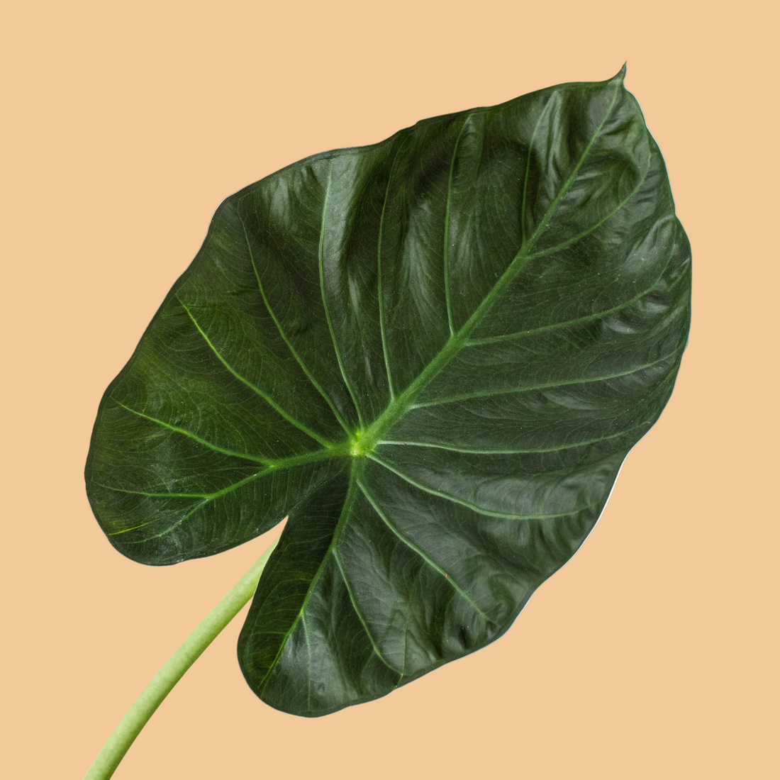 Large green leaf on a white background