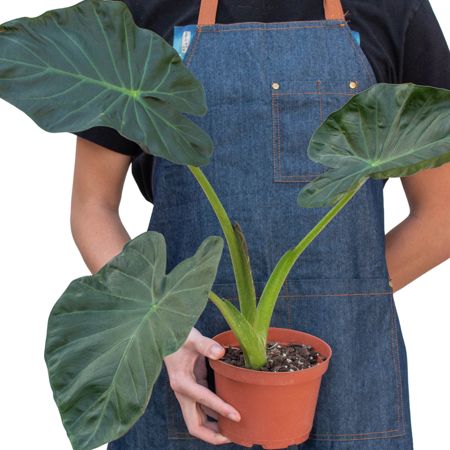 Person holding a potted plant wearing a blue apron on a white background