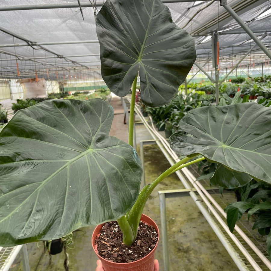 Potted plant held in a greenhouse setting